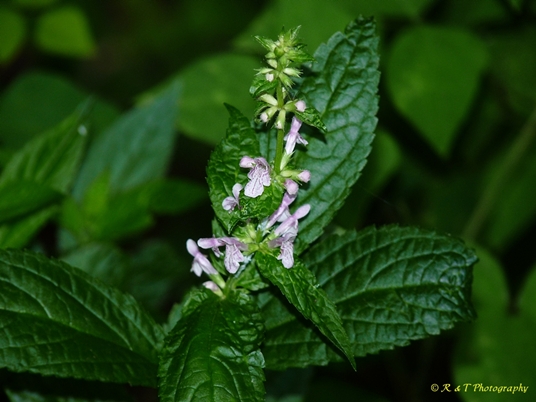 {Stachys latidens}